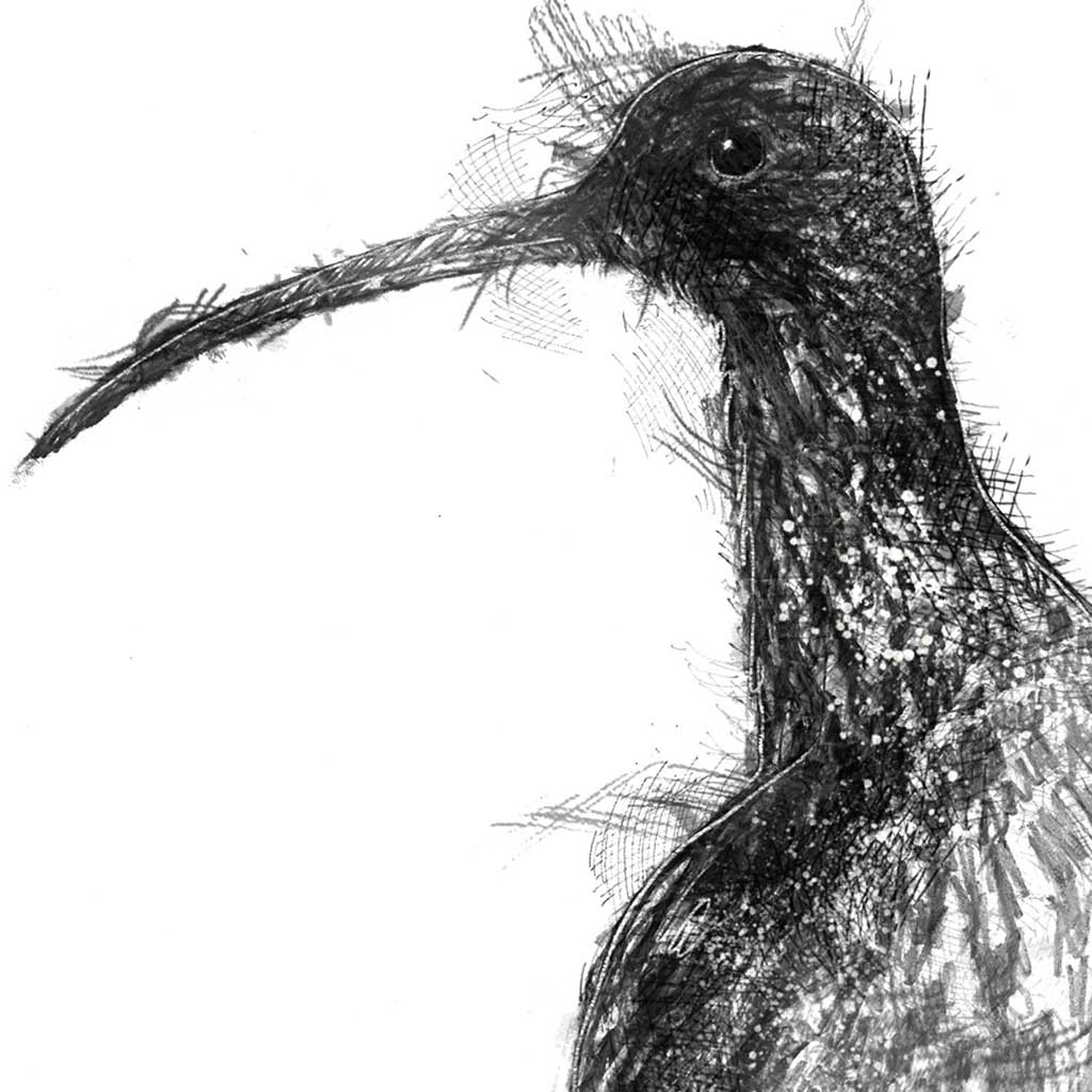 Curlew