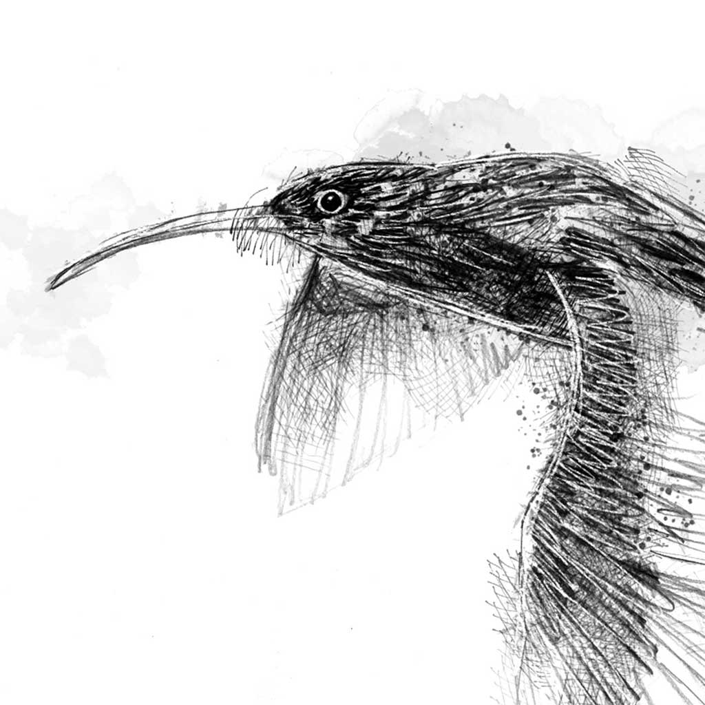 Curlew flight