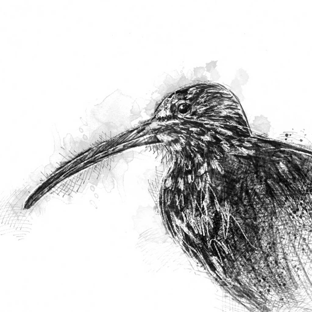 Curlew