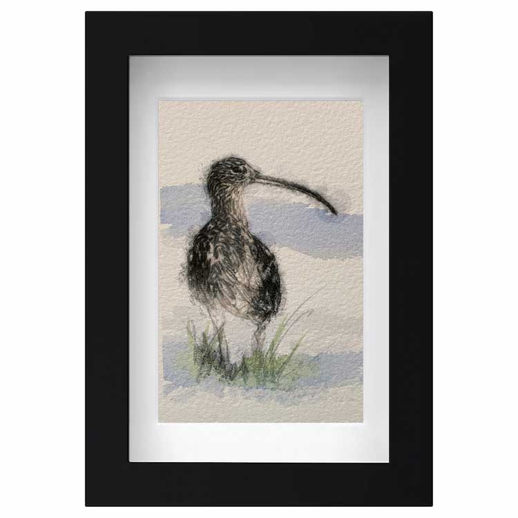 Curlew mini sketch