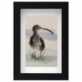 Curlew mini sketch