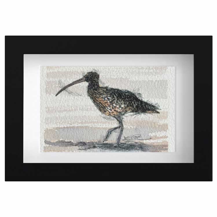 Curlew mini sketch