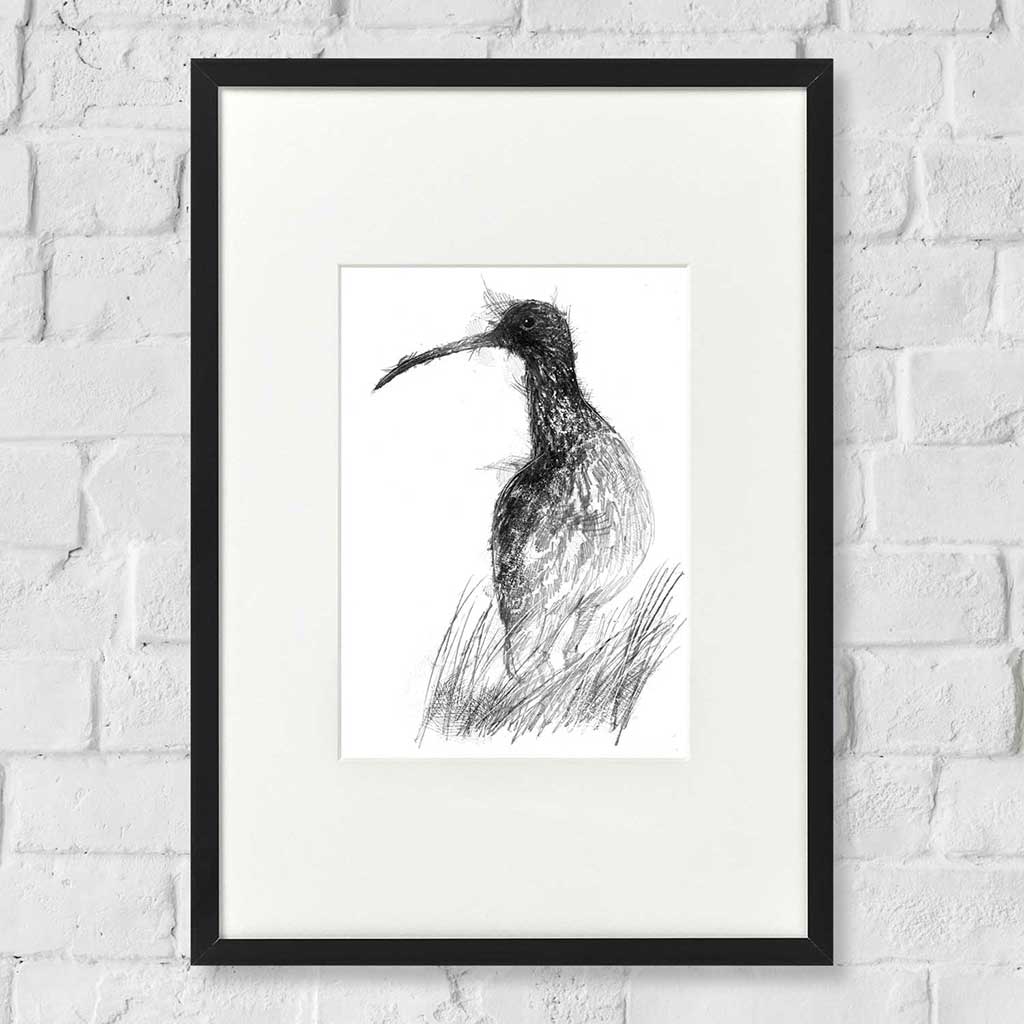 Curlew