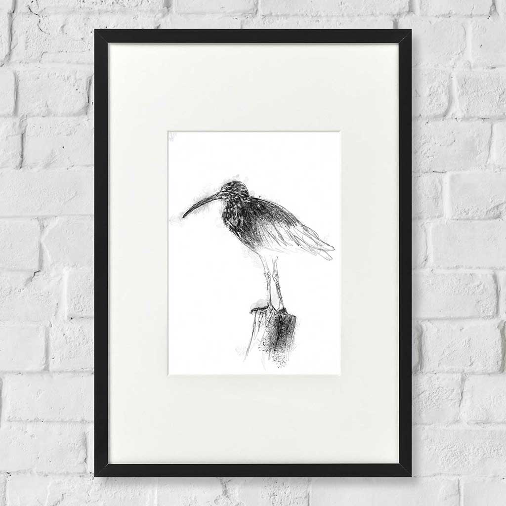 Curlew
