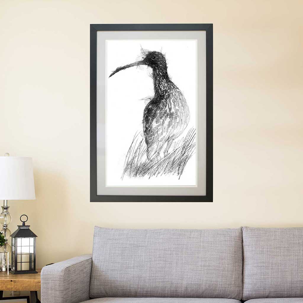 Curlew