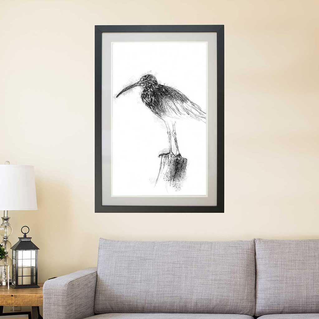 Curlew
