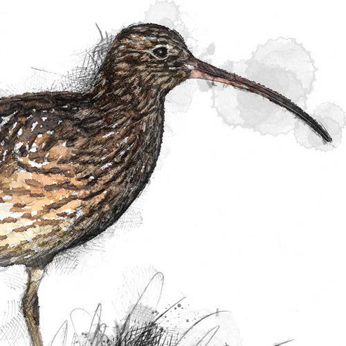 Boxing day curlew