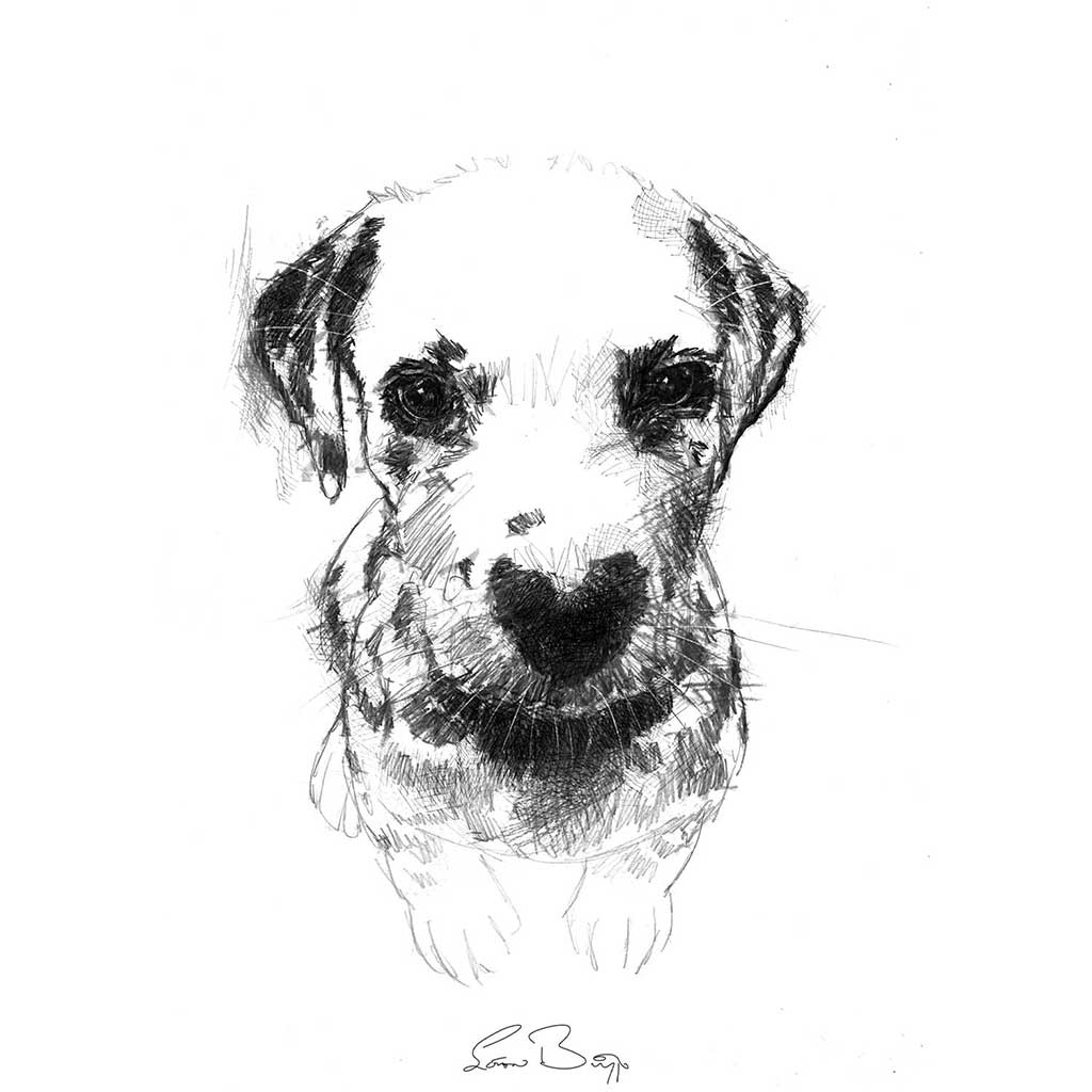 Dalmatian puppy dog