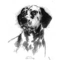 Dalmation