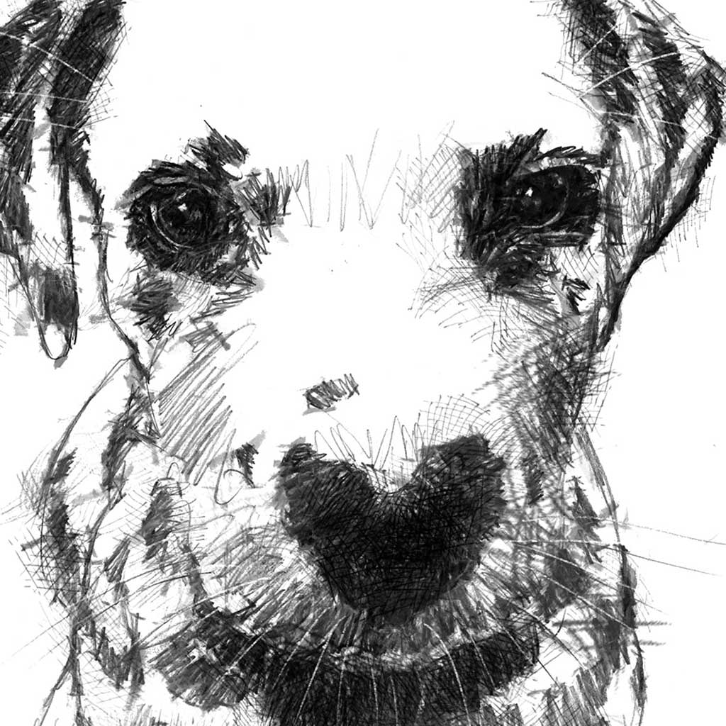 Dalmatian puppy dog