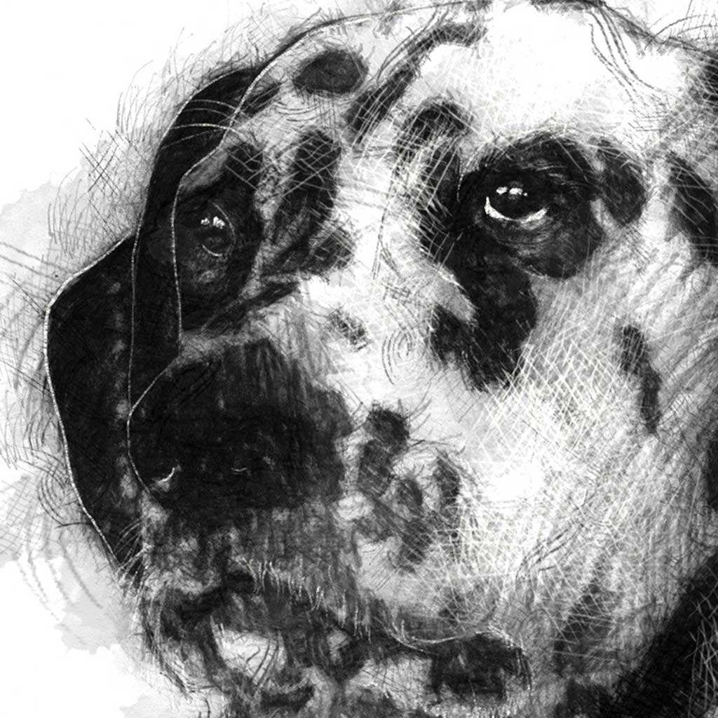 Dalmation