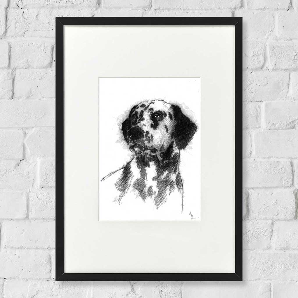 Dalmation