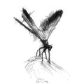 Damsel fly
