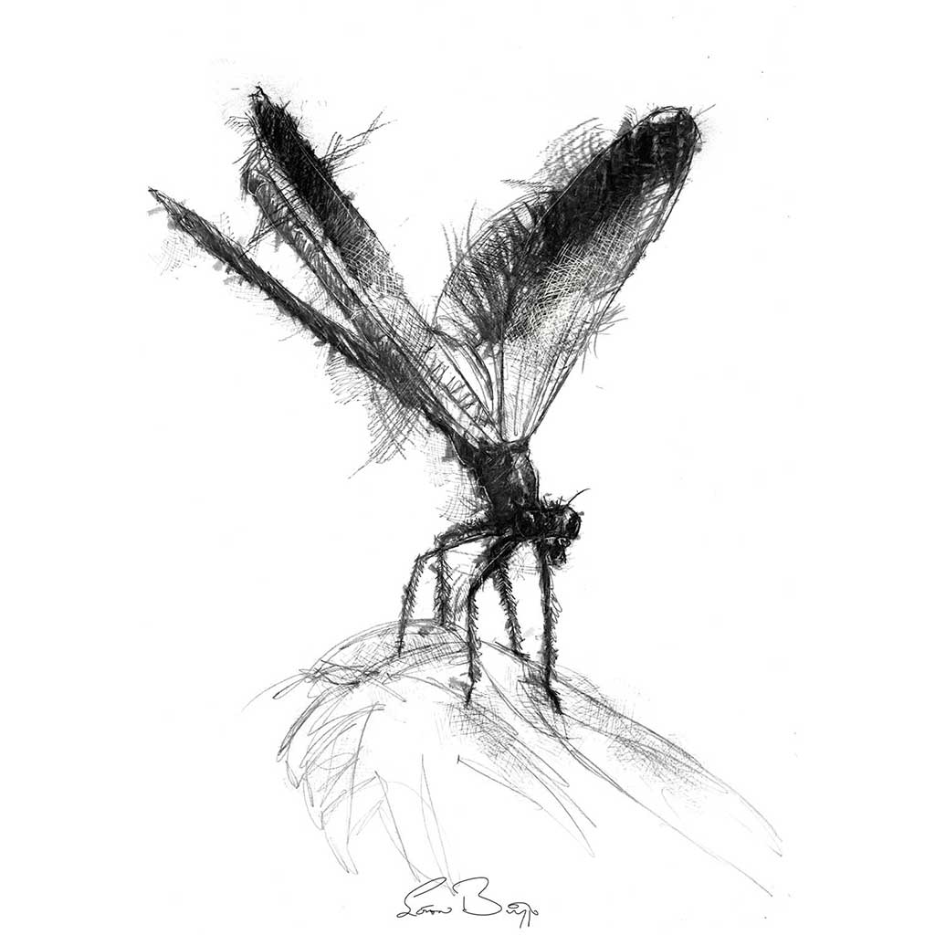 Damsel fly