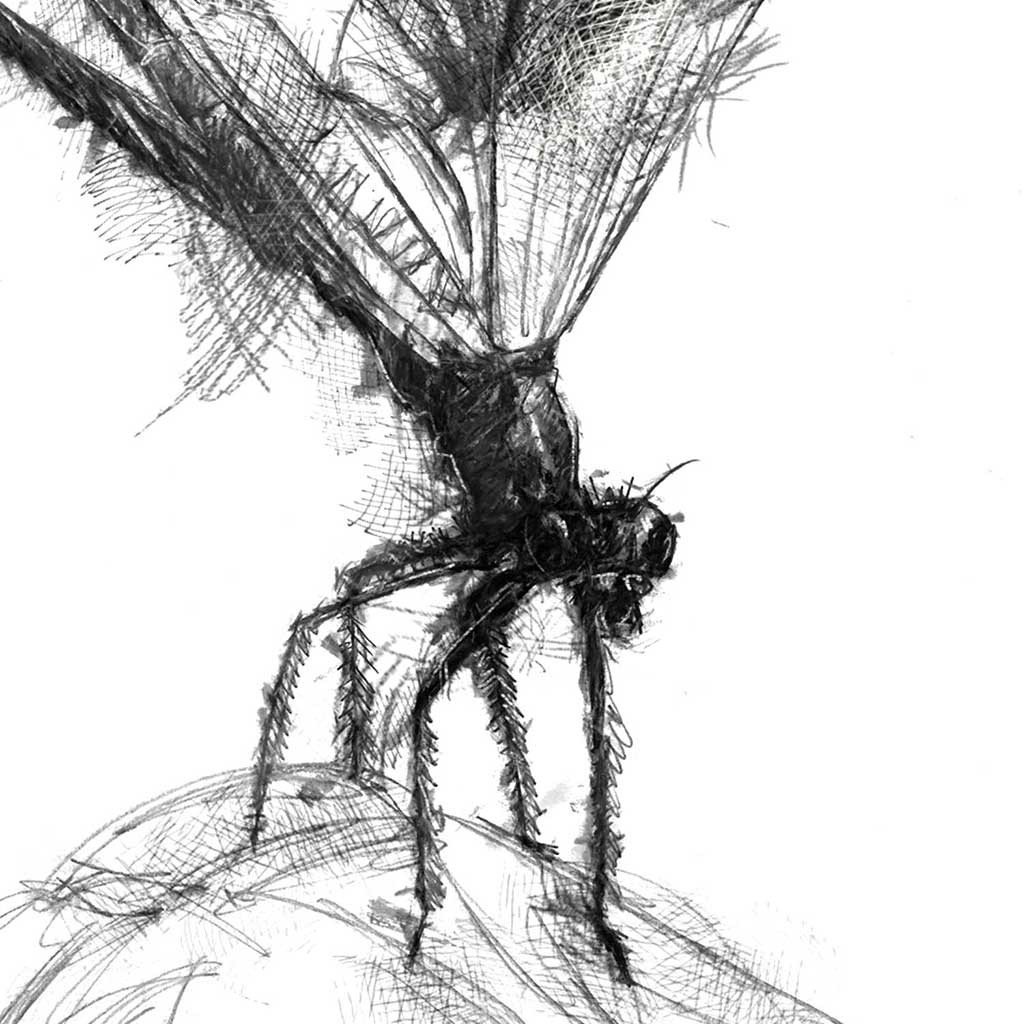 Damsel fly