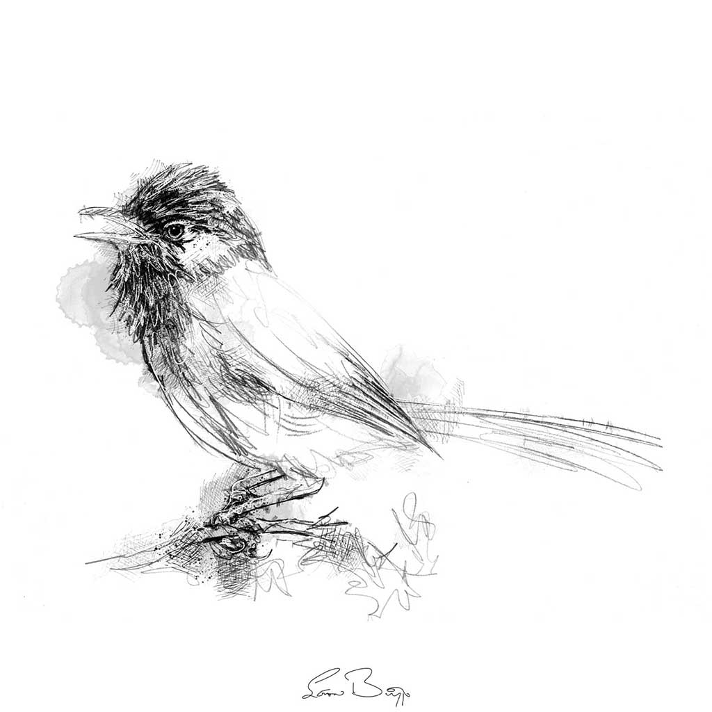 Dartford warbler