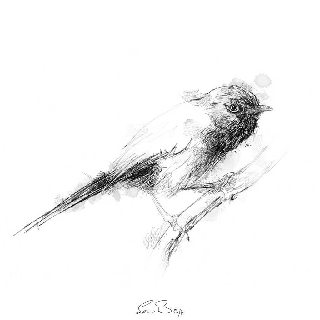 Dartford warbler