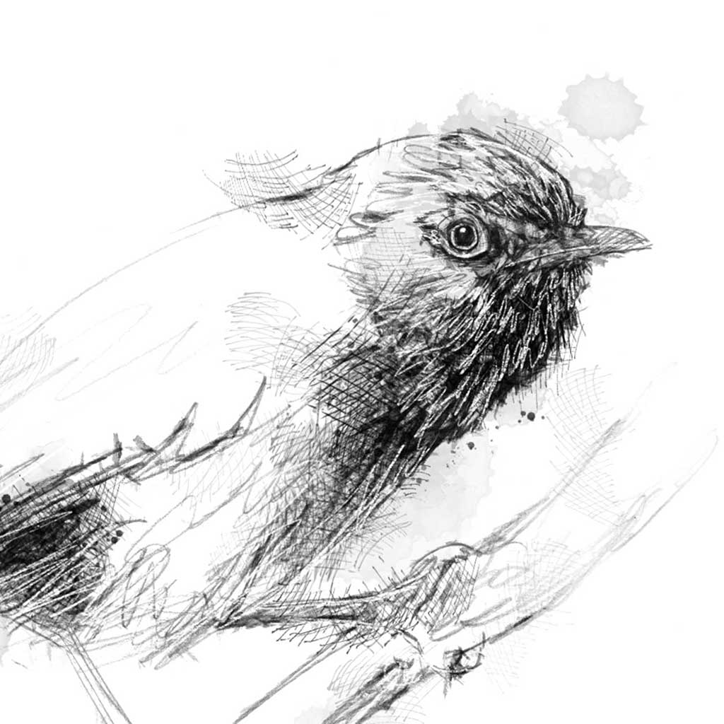 Dartford warbler