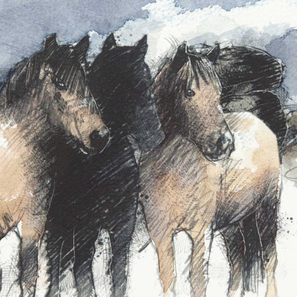Dartmoor ponies - Colour Sketch