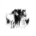 Dartmoor ponies - BW Sketch