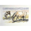 Dartmoor ponies