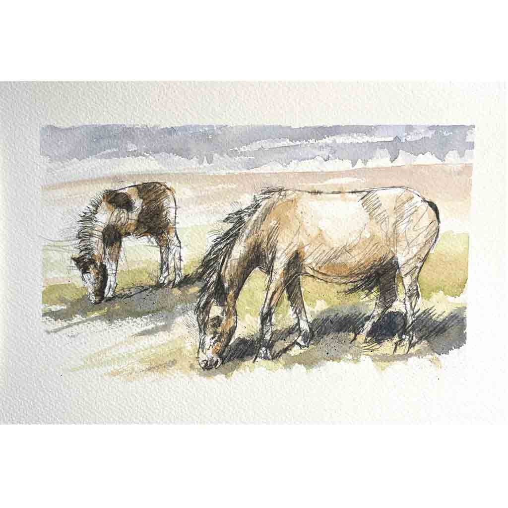 Dartmoor ponies