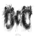 Dartmoor ponies