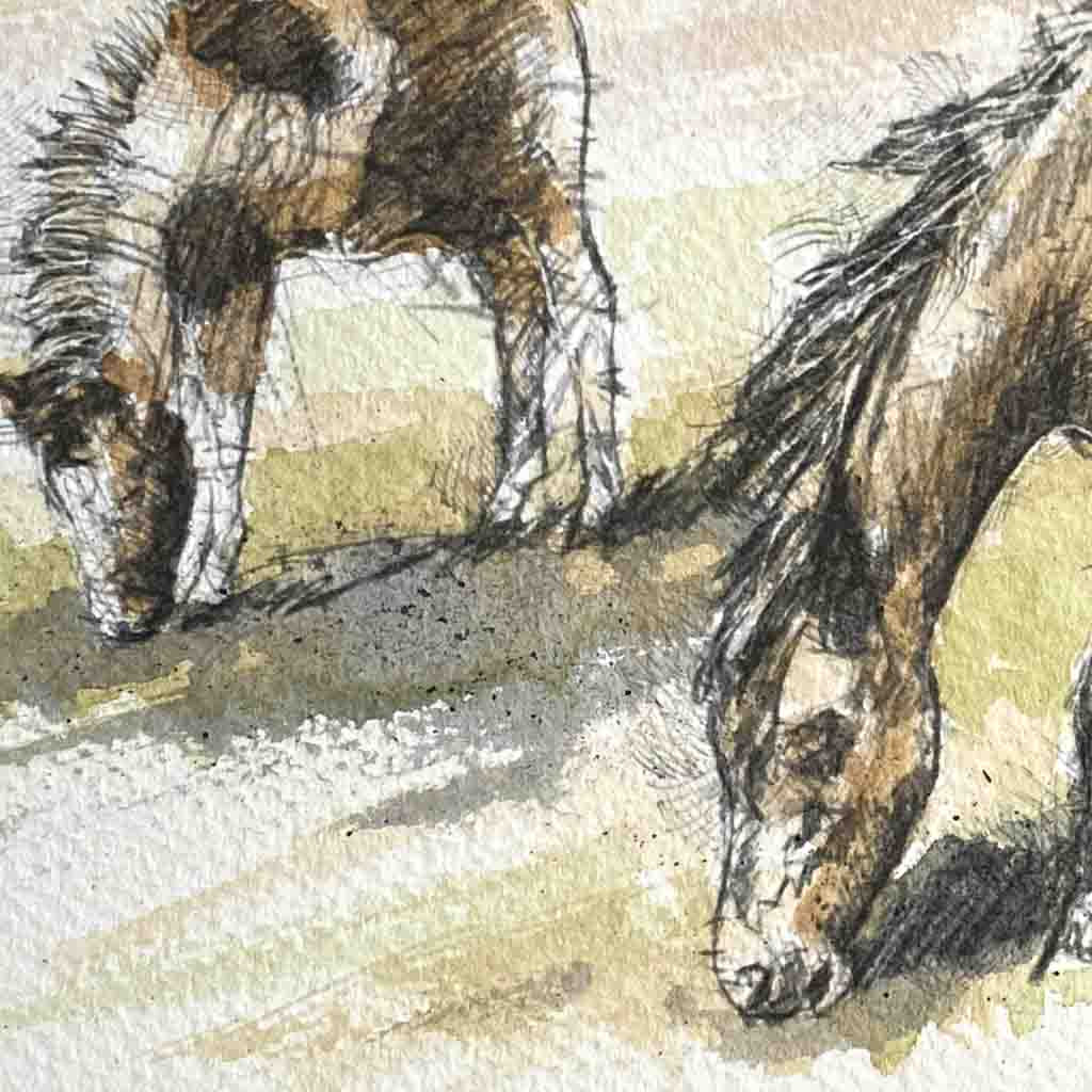 Dartmoor ponies