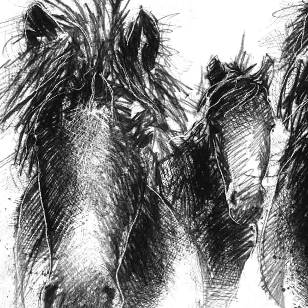 Dartmoor ponies