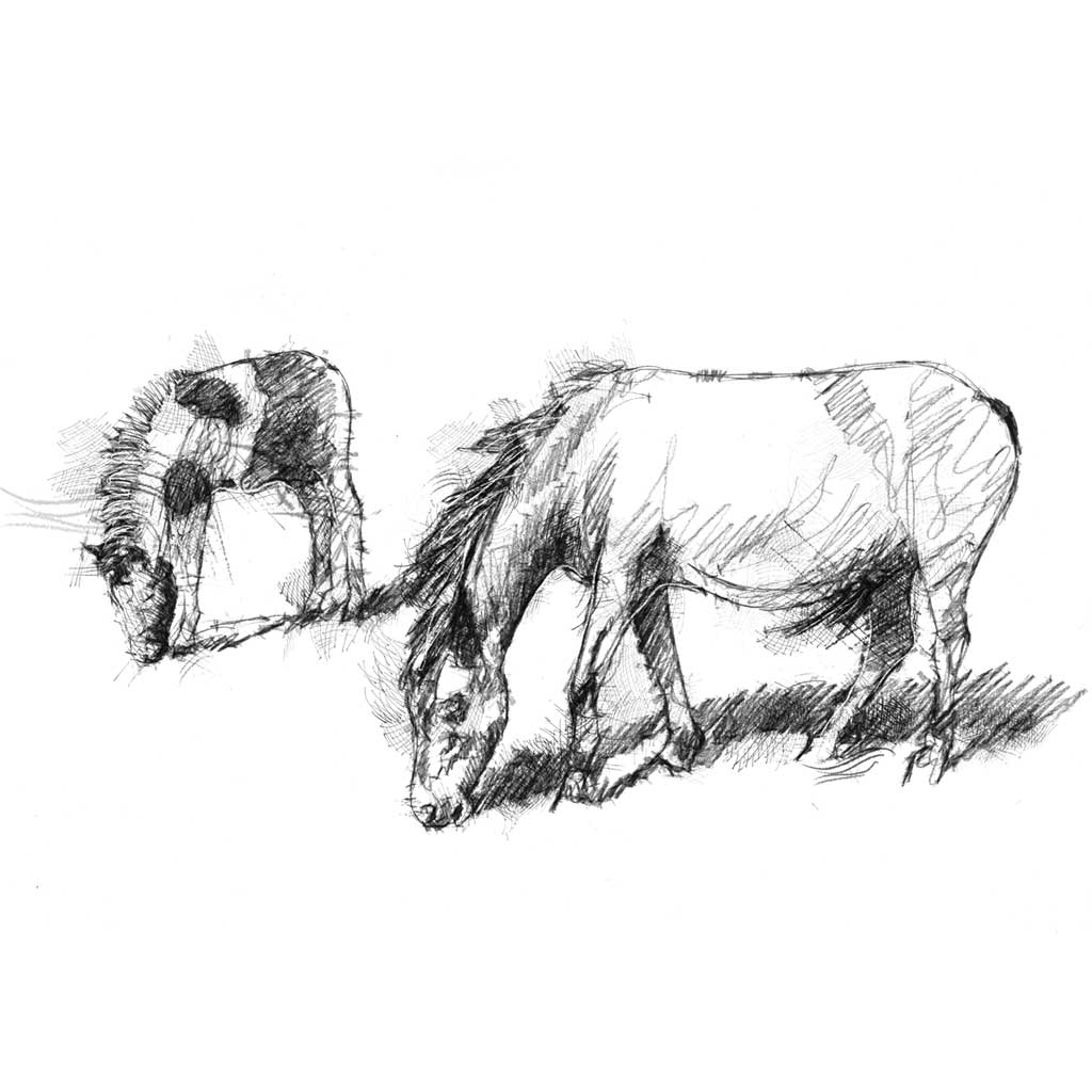 Dartmoor ponies