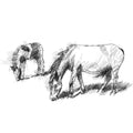 Dartmoor ponies