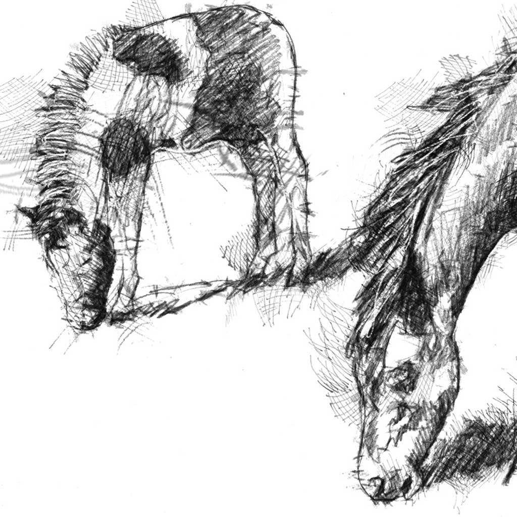 Dartmoor ponies