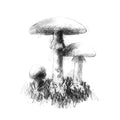 Black and white illustration of mushrooms with grass on a white background