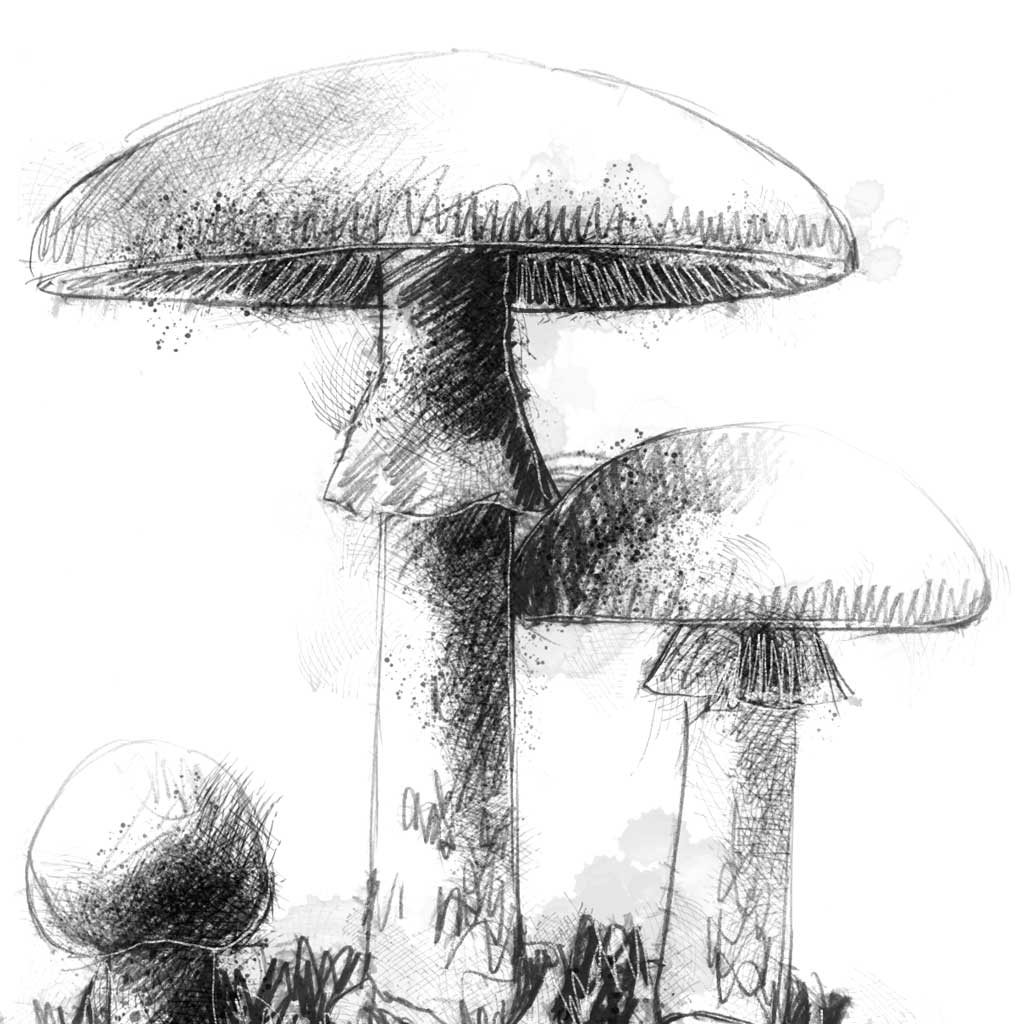 Deathcap fungi - BW Sketch