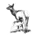 Doe and fawn