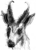 Muntjak deer