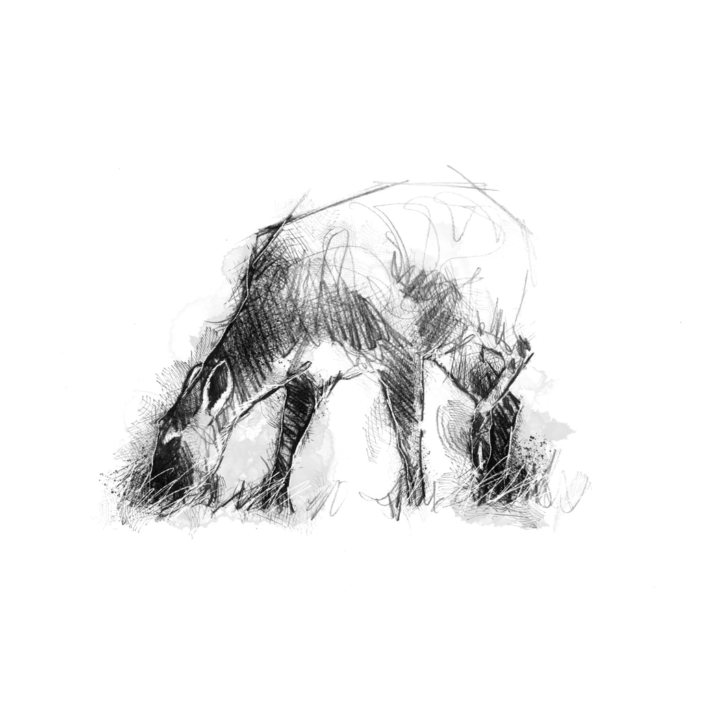 Deer - BW Sketch