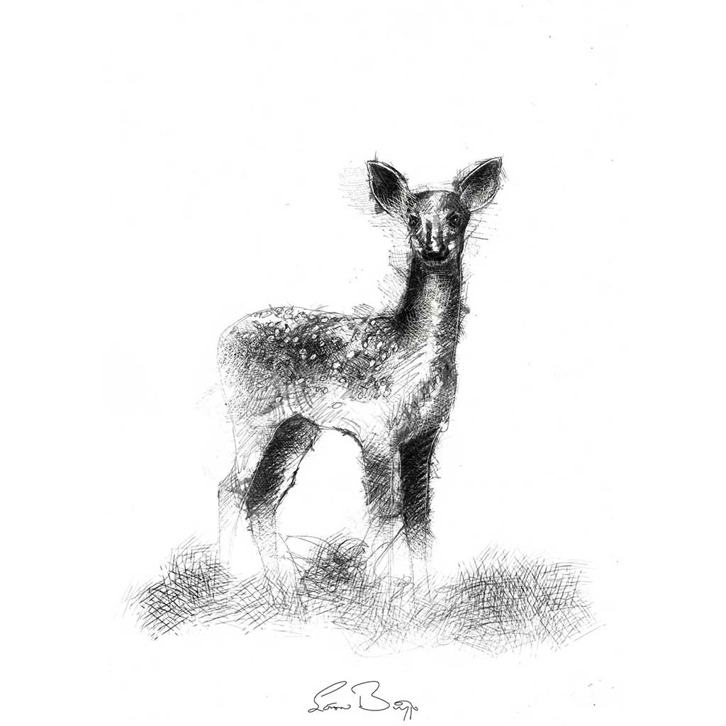 Fallow deer