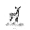 Fallow deer