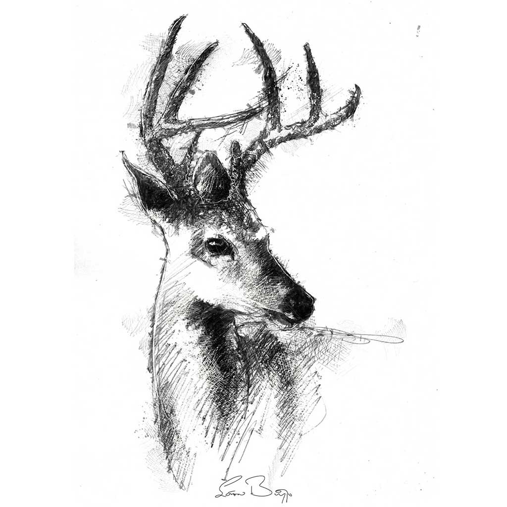 White tailed deer