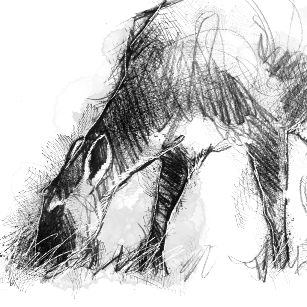 Deer - BW Sketch