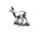 Grasmere doe