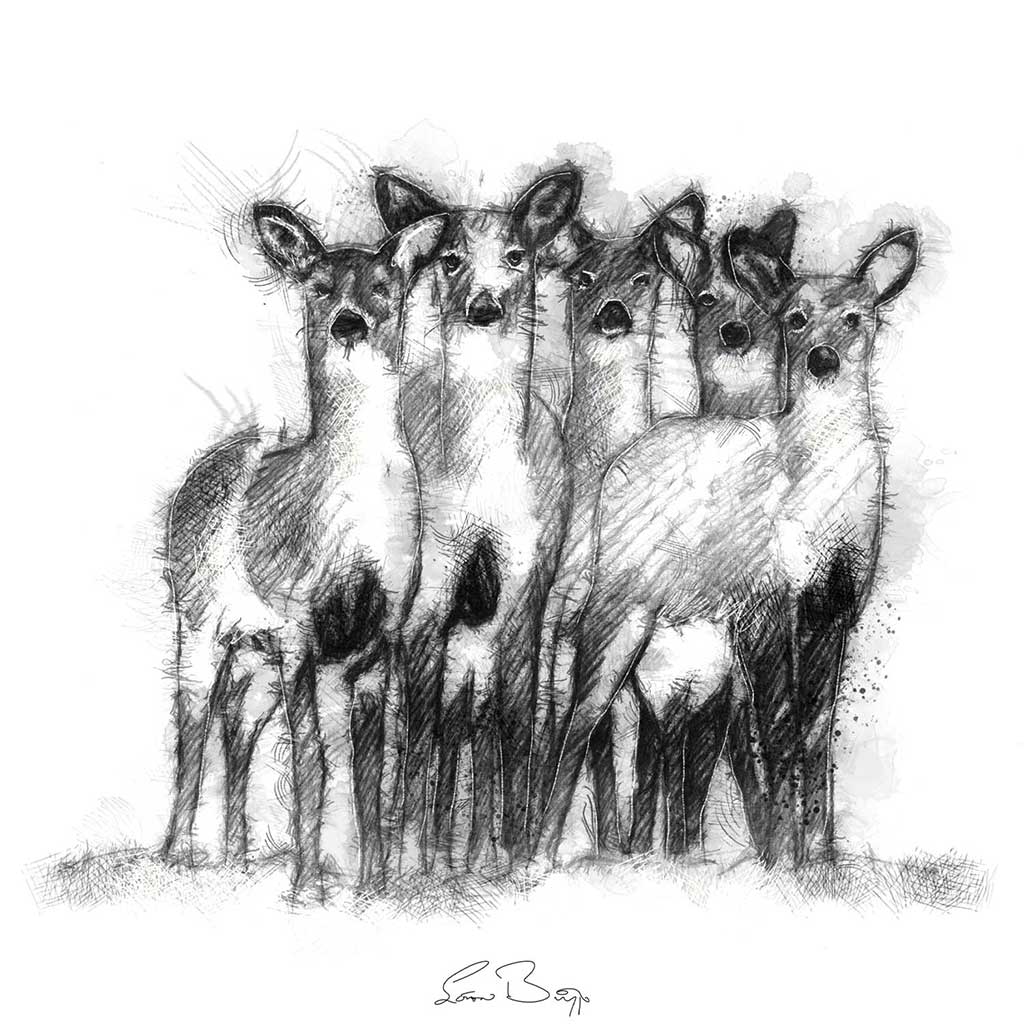 Deer herd