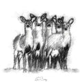 Deer herd