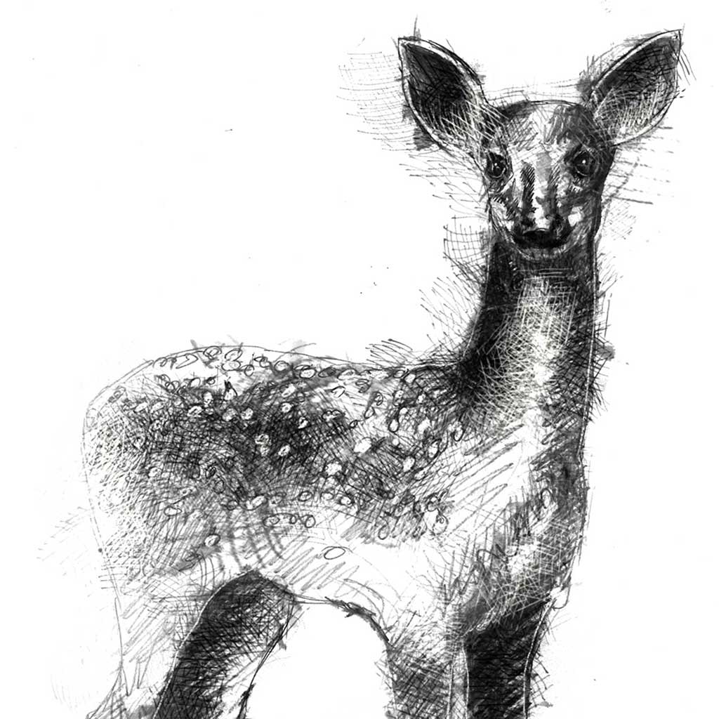 Fallow deer