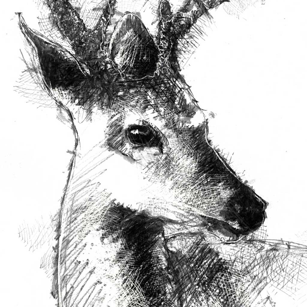 White tailed deer