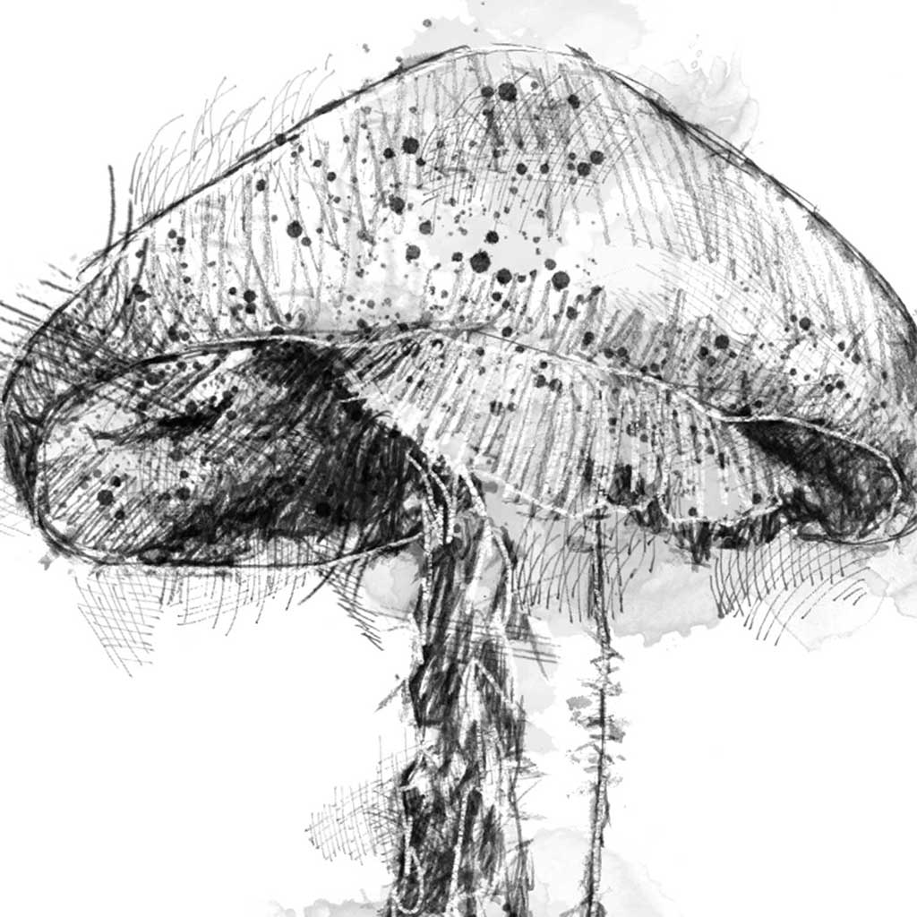 Destroying angel