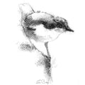 Dipper bird