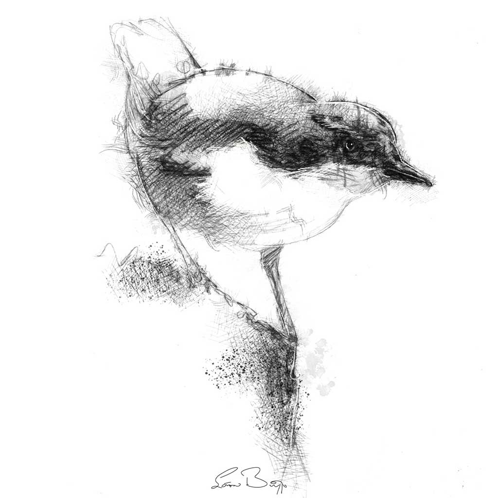 Dipper bird
