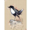 Dipper bird